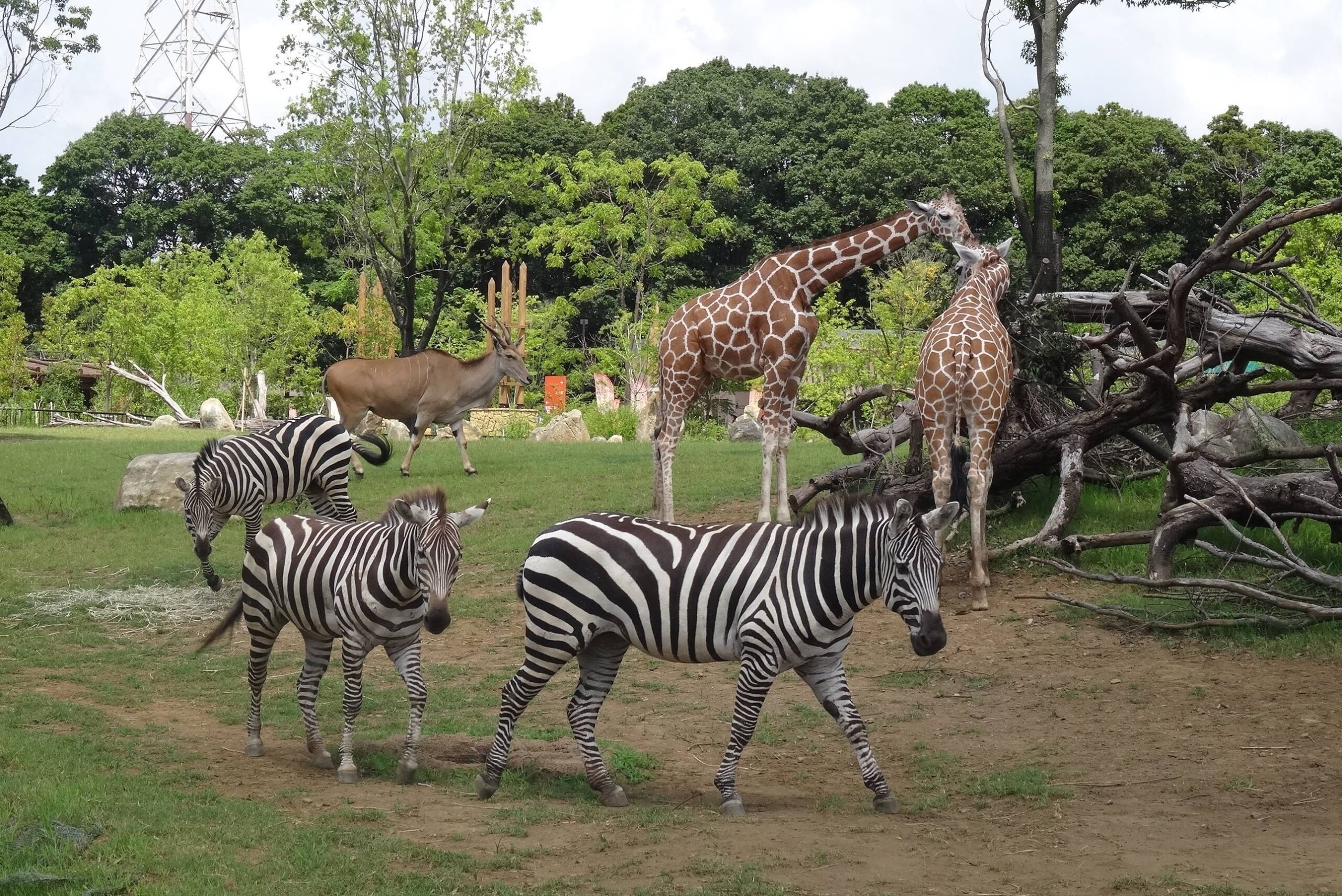 神奈川の遊び場人気第2位：よこはま動物園ズーラシア