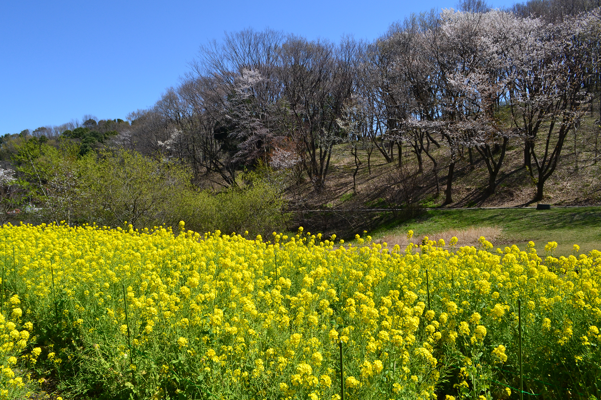 神奈川の遊び場人気第19位：神奈川県立四季の森公園