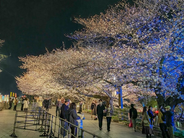 福岡で桜のライトアップを楽しめる場所はどこ？人気の夜桜第2位:舞鶴公園