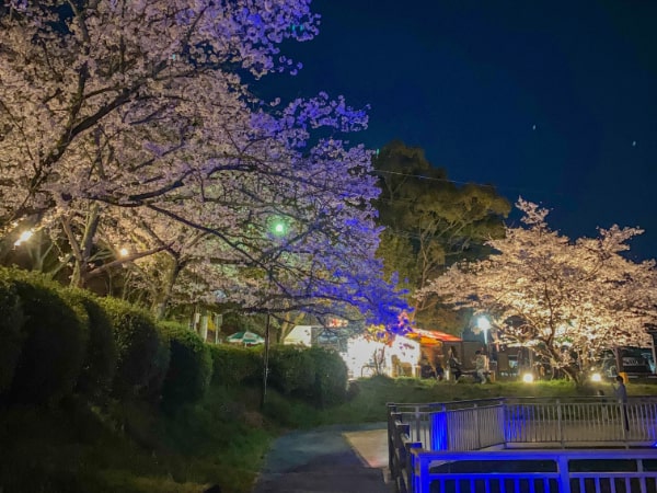 福岡で桜のライトアップを楽しめる場所はどこ？人気の夜桜第4位:甘木公園