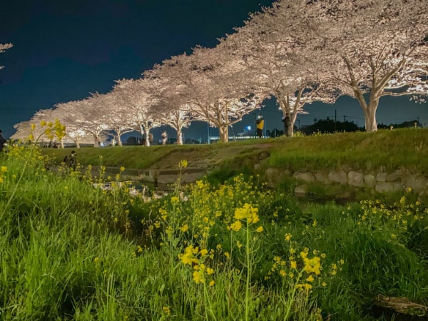 福岡で桜のライトアップを楽しめる場所はどこ？人気の夜桜第3位:草場川の桜並木