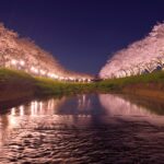 福岡で桜のライトアップスポット10選
