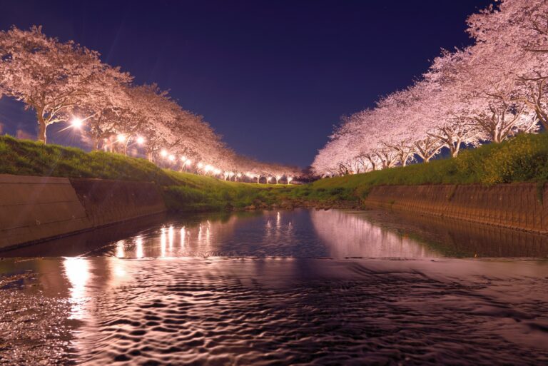 福岡で桜のライトアップスポット10選