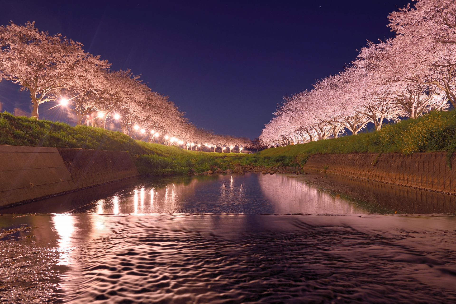福岡で桜のライトアップを楽しめる場所はどこ？人気の夜桜10選を紹介