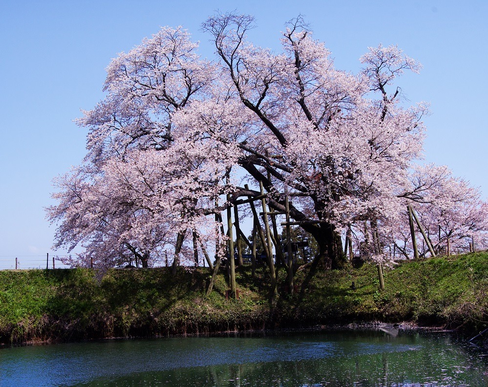 福岡で桜のライトアップを楽しめる場所はどこ？人気の夜桜第9位:浅井の一本桜