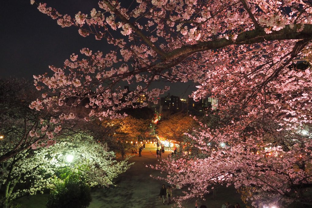 福岡で桜のライトアップを楽しめる場所はどこ？人気の夜桜第1位:西公園