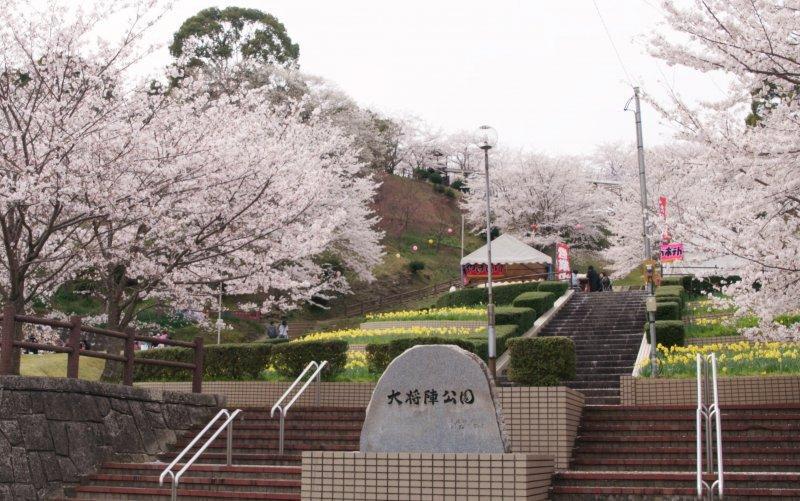 福岡で桜のライトアップを楽しめる場所はどこ？人気の夜桜第6位:大将陣公園
