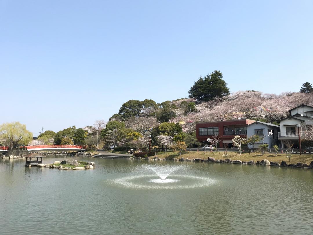 福岡で桜のライトアップを楽しめる場所はどこ？人気の夜桜第8位:勝盛公園