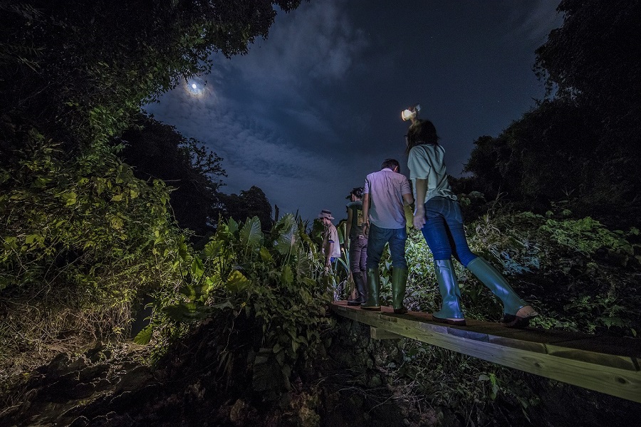 沖縄の夜のデートスポット11選 5位:ウワーガージャングル