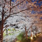 木屋町のキャバクラ18選