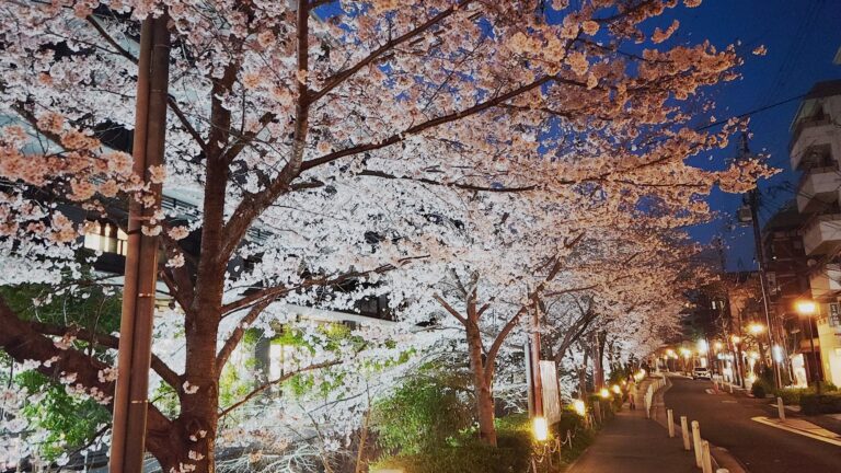 木屋町のキャバクラ18選