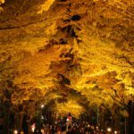 札幌の紅葉のライトアップスポットTOP7!