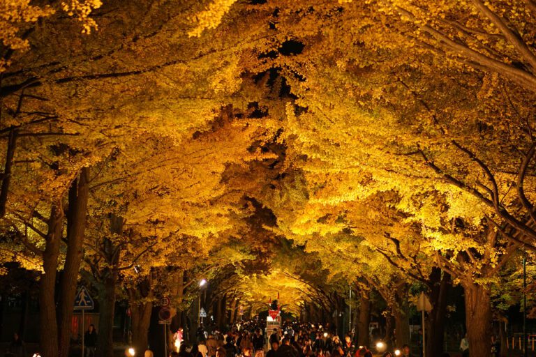 札幌の紅葉のライトアップスポットTOP7！
