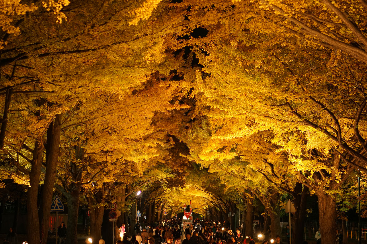 札幌の紅葉のライトアップのおすすめスポット7選　1位:北海道大学イチョウ並木