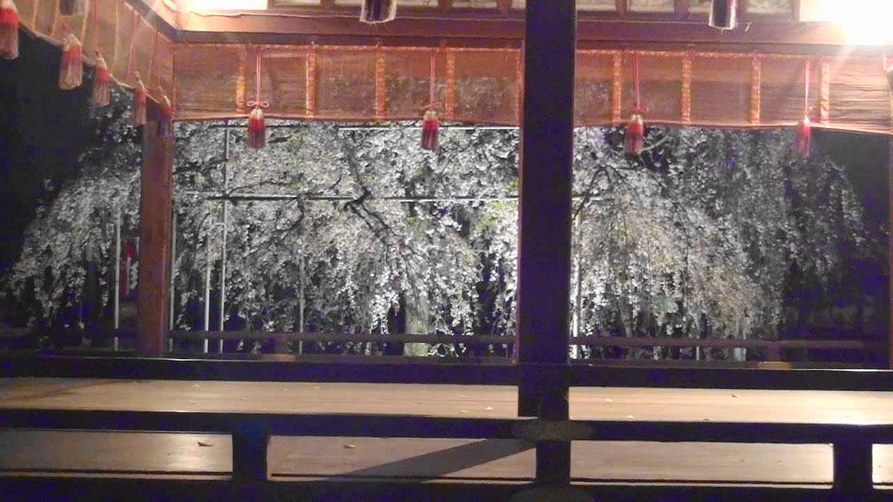 京都の桜のライトアップのおすすめ20選　7位:平野神社