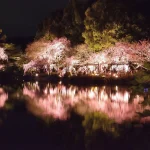 京都の桜のライトアップスポットTOP20!