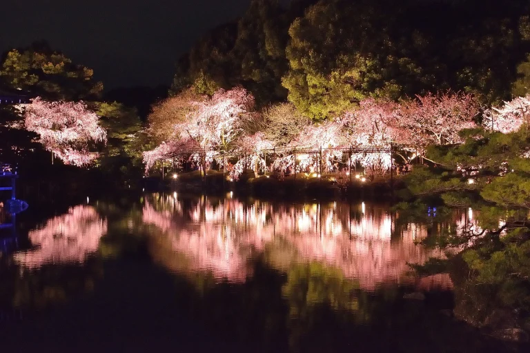 京都の桜のライトアップスポットTOP20！