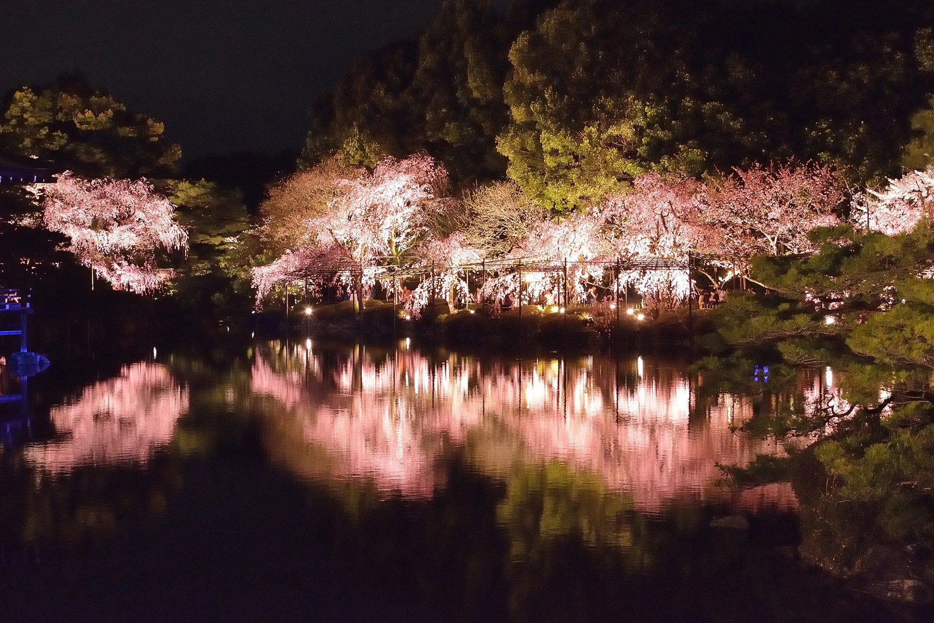 京都の桜のライトアップのおすすめ大公開！プロ厳選おすすめTOP20！【2023年】
