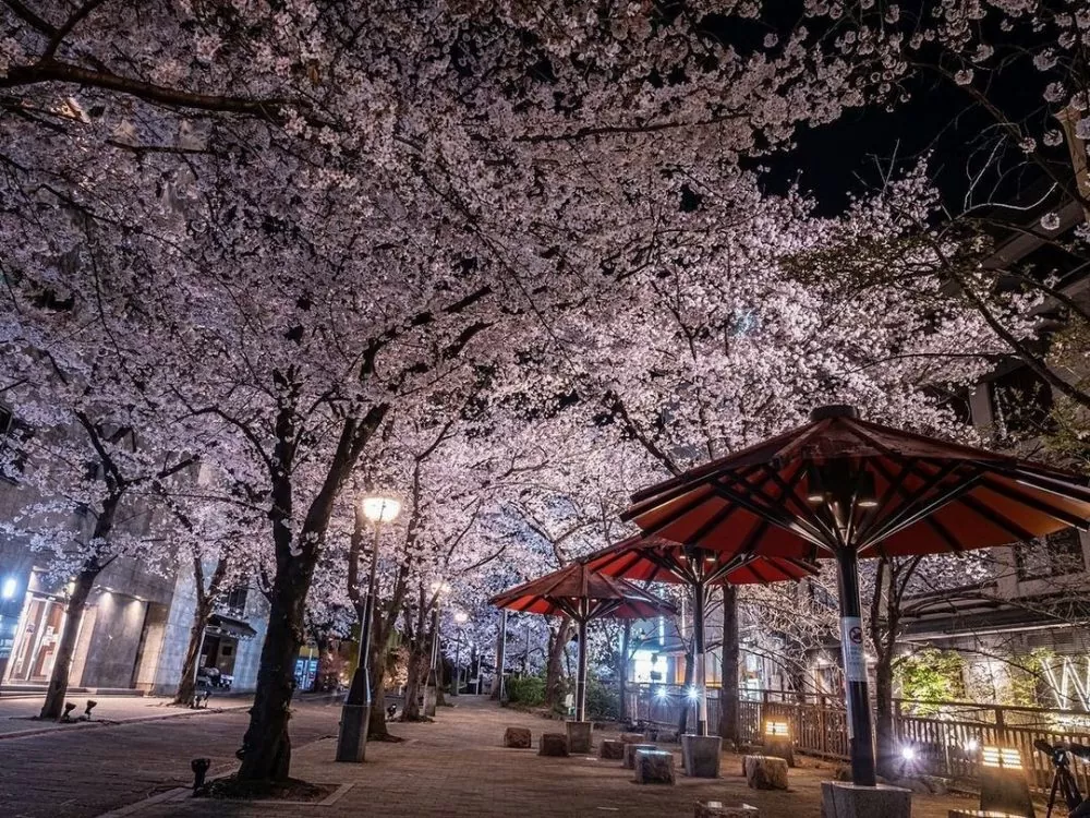 京都の桜のライトアップのおすすめ20選　3位:祇園白川
