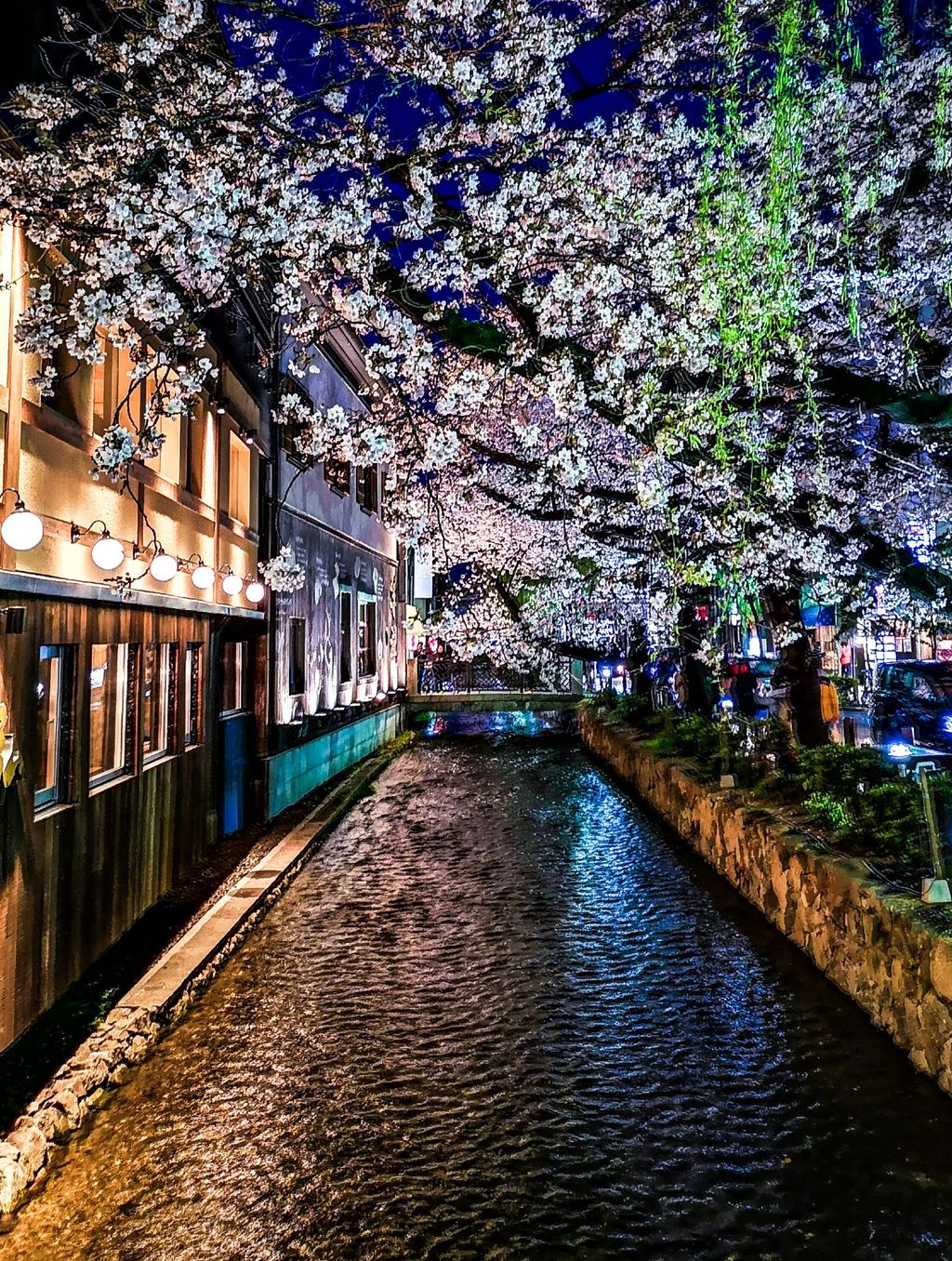 京都の桜のライトアップのおすすめ20選　19位:木屋町通
