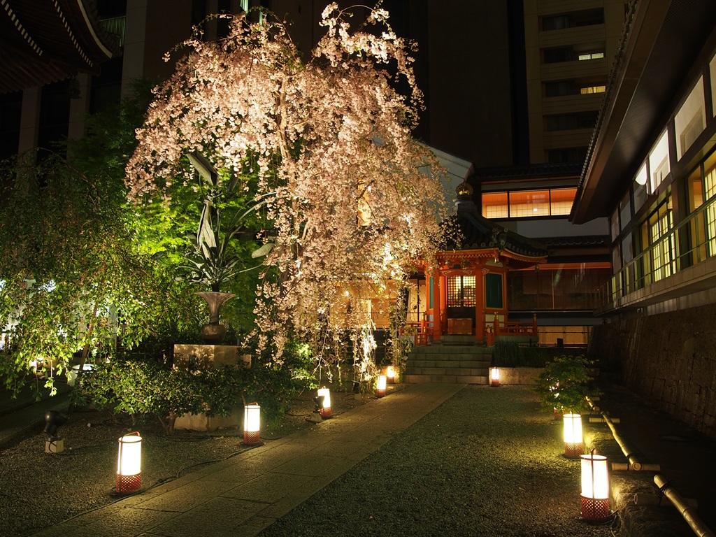 京都の桜のライトアップのおすすめ20選　18位:六角堂