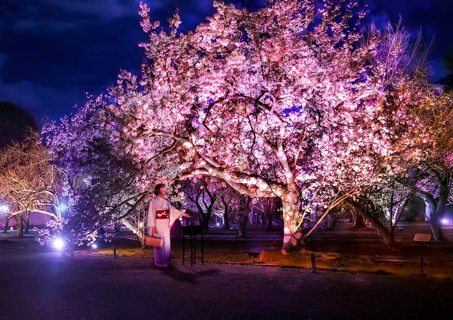 京都の桜のライトアップのおすすめ20選　6位:二条城