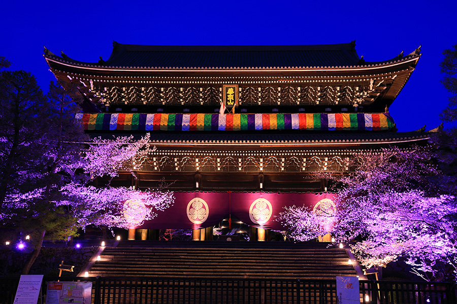 京都の桜のライトアップのおすすめ20選　11位:知恩院
