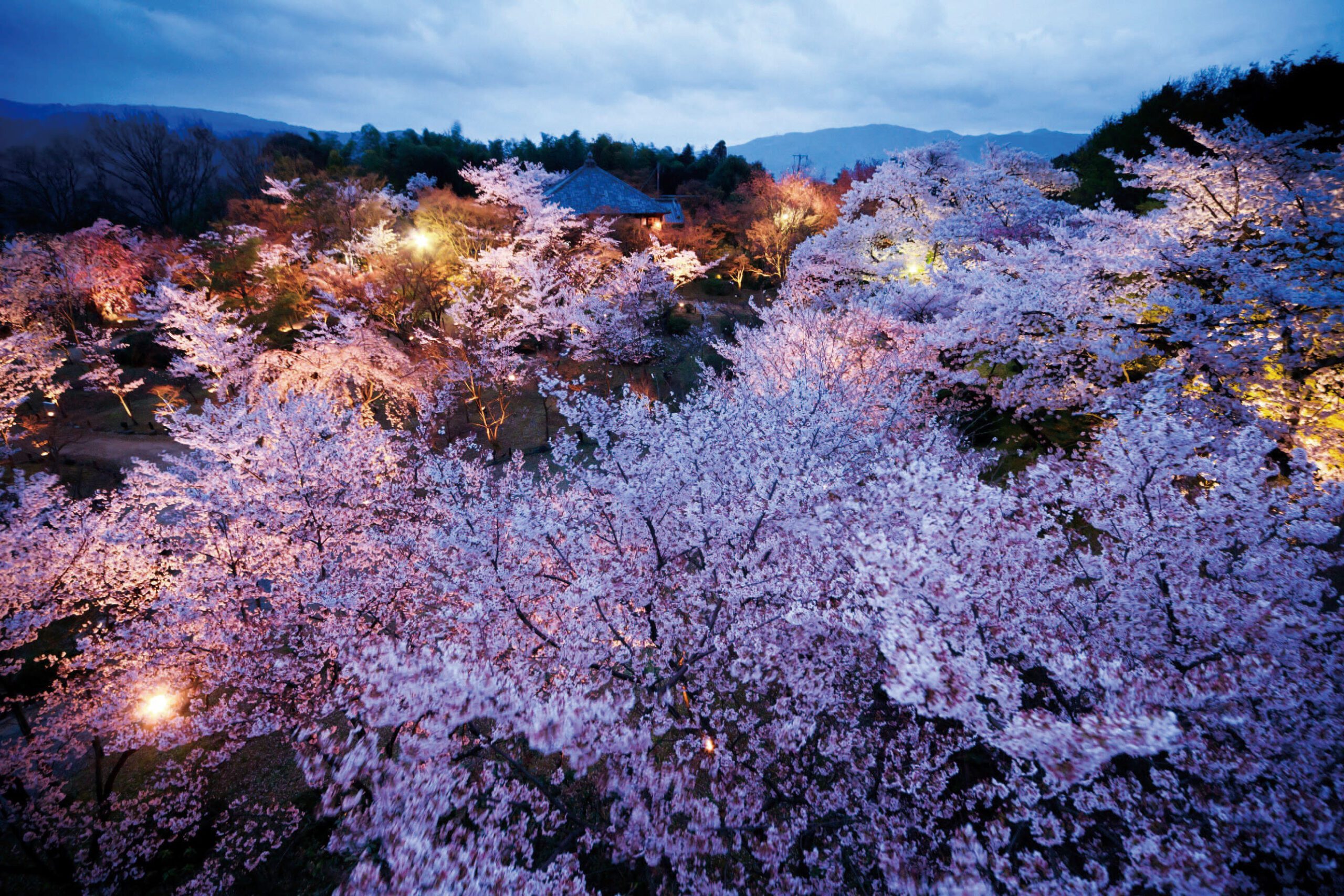 京都の桜のライトアップのおすすめ20選　5位:将軍塚青龍殿