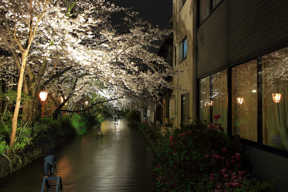 京都の桜のライトアップのおすすめ20選　17位:高瀬川
