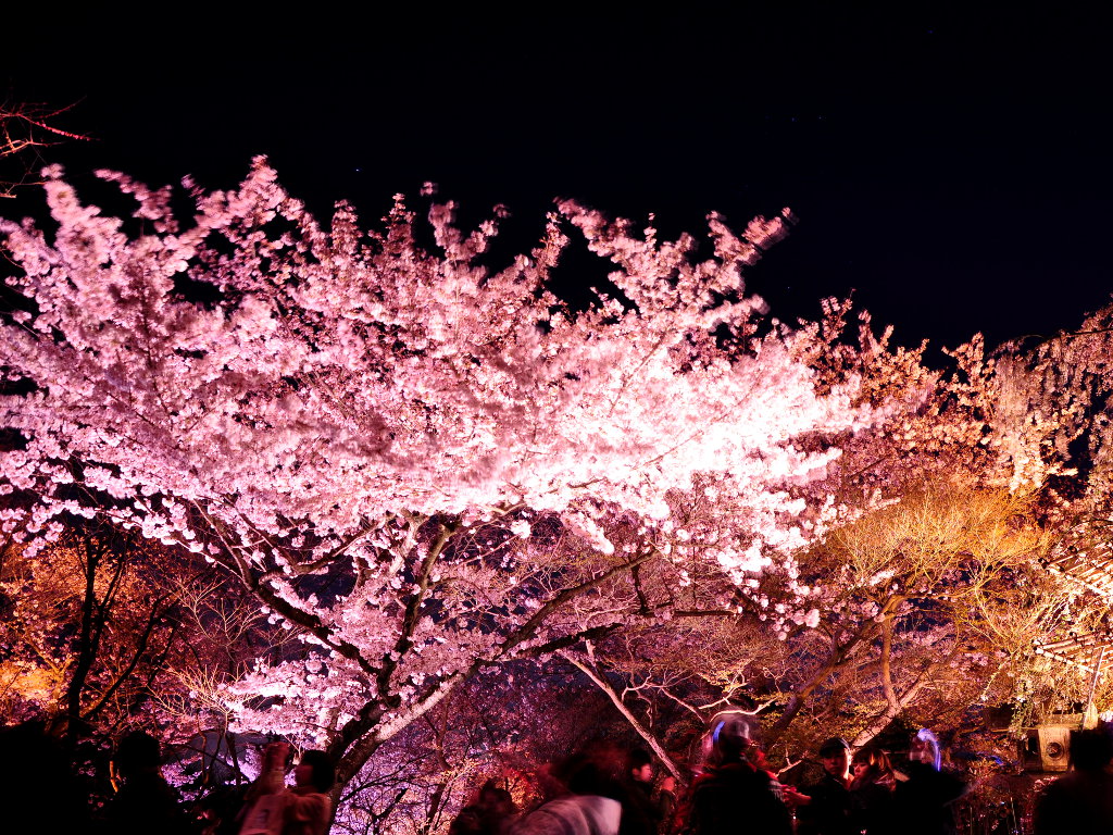 京都の桜のライトアップのおすすめ20選　1位:清水寺