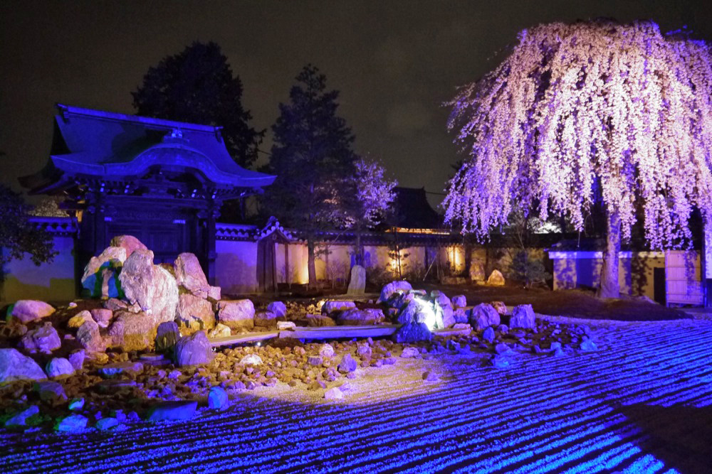 京都の桜のライトアップのおすすめ20選　2位:高台寺