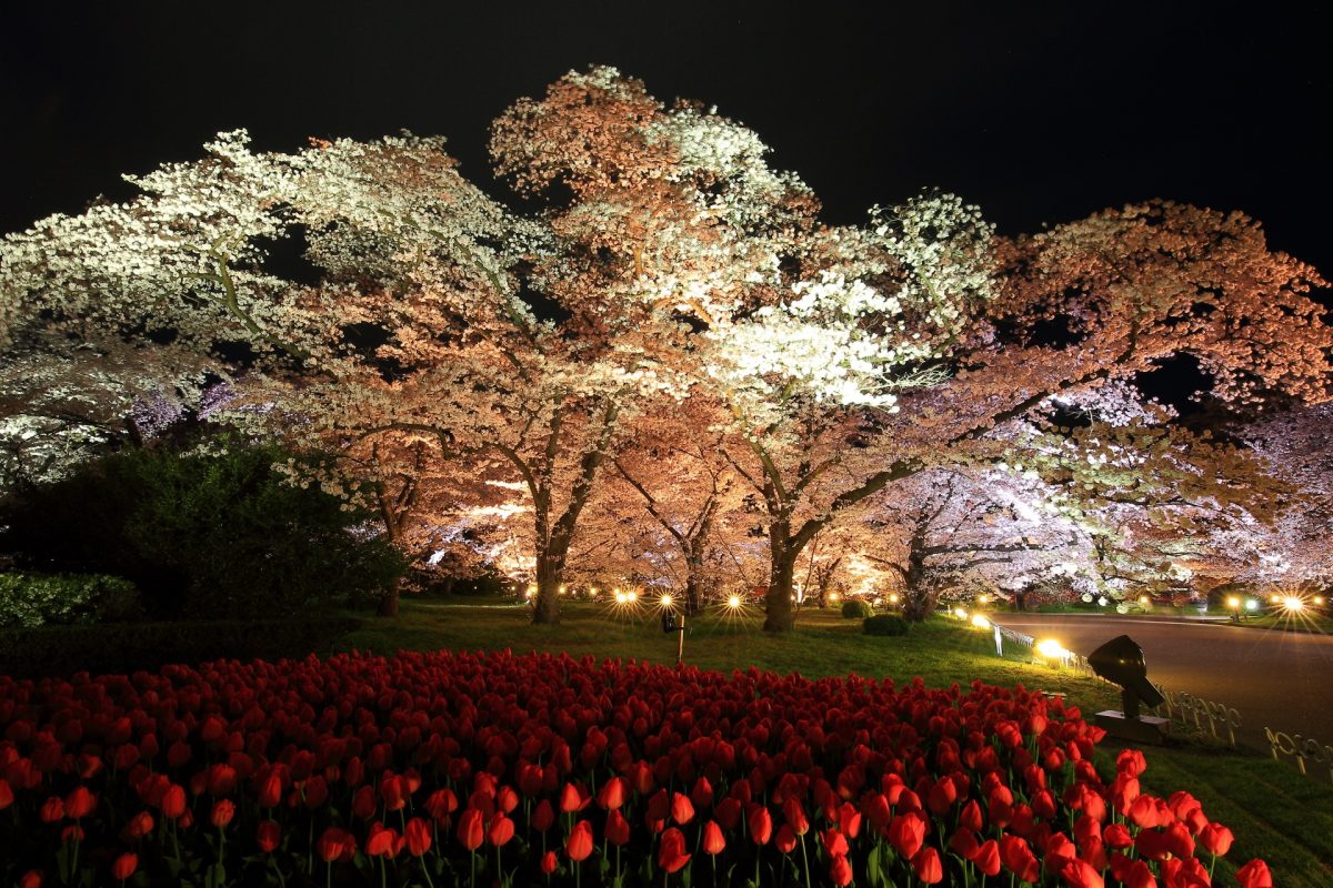 京都の桜のライトアップのおすすめ20選　16位:京都府立植物園