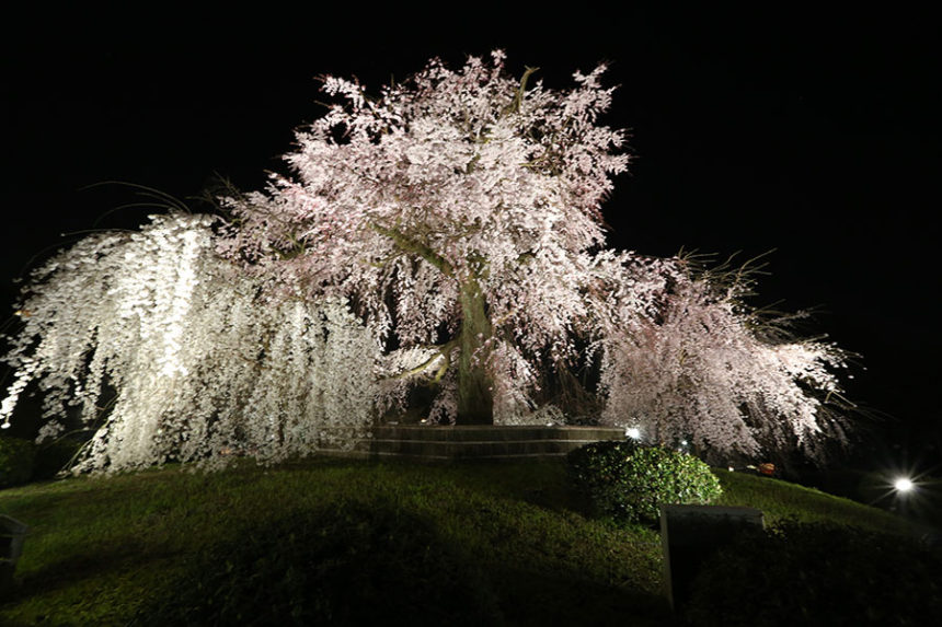 京都の桜のライトアップのおすすめ20選　4位:円山公園