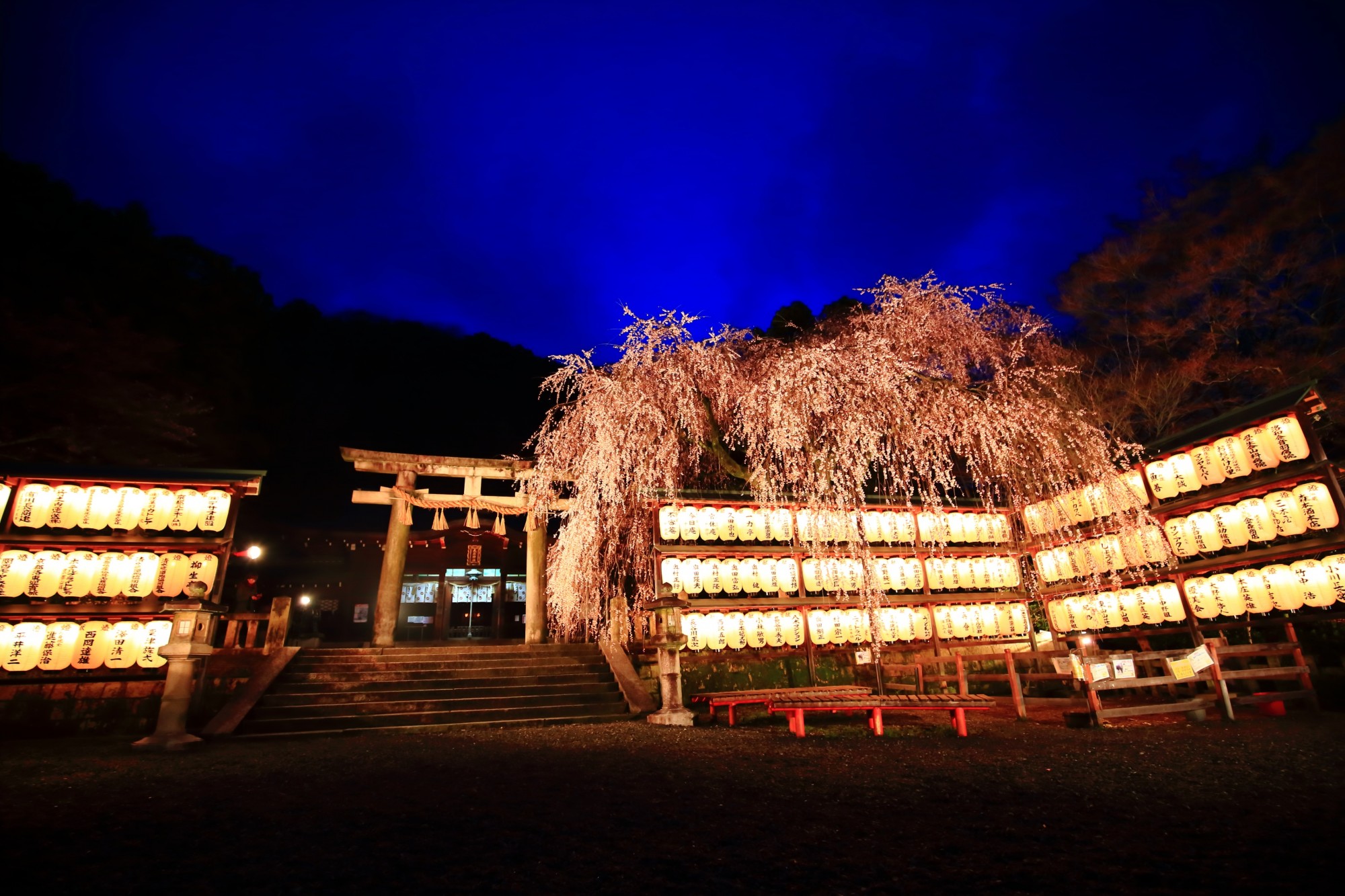 京都の桜のライトアップのおすすめ20選　13位:大石神社