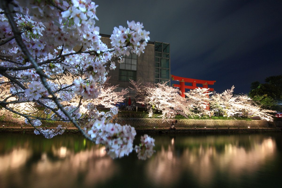 京都の桜のライトアップのおすすめ20選　15位:岡崎疏水