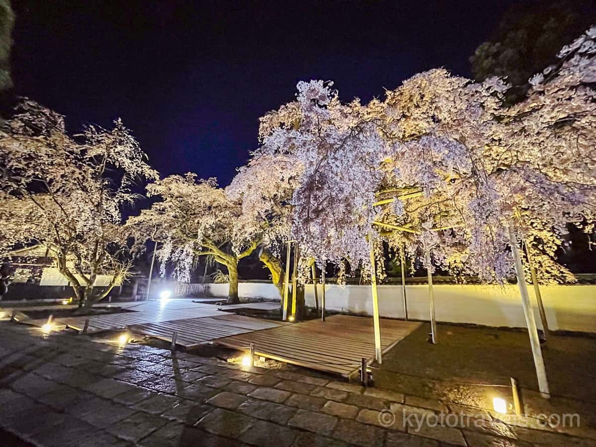 京都の桜のライトアップのおすすめ20選　9位:醍醐寺