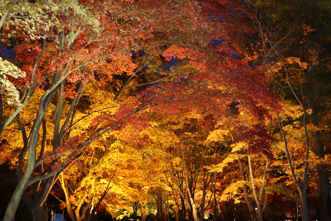 札幌の紅葉のライトアップのおすすめスポット7選　4位:見晴公園
