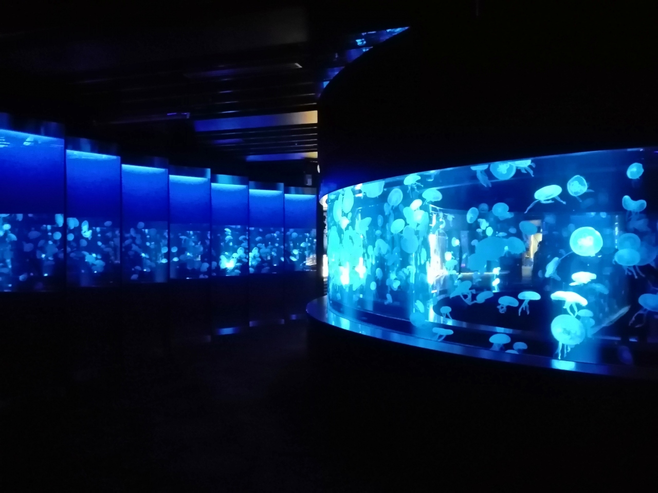 京都の夜デートのおすすめ20選　12位:京都水族館