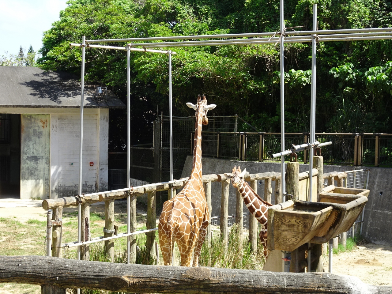 沖縄の遊び場のおすすめ20選　8位:沖縄こどもの国 Okinawa Zoo & Museum
