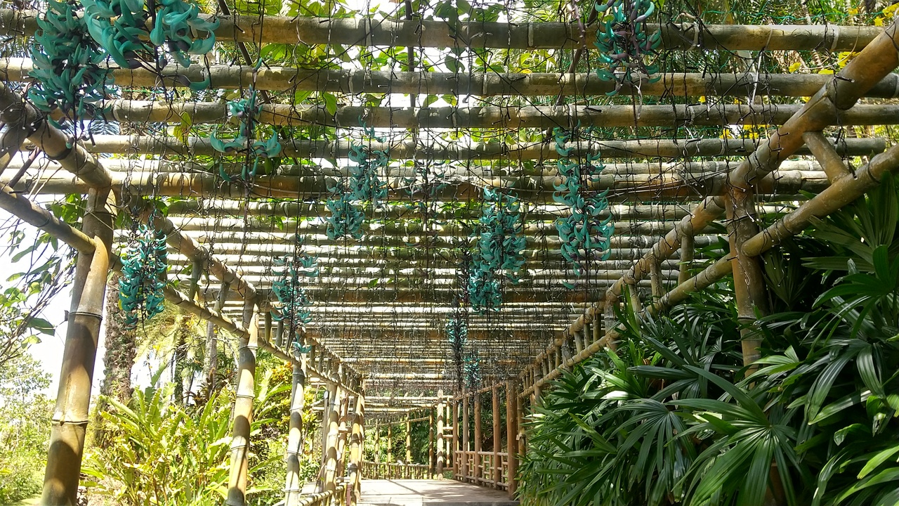 沖縄の遊び場のおすすめ20選　17位:東南植物楽園