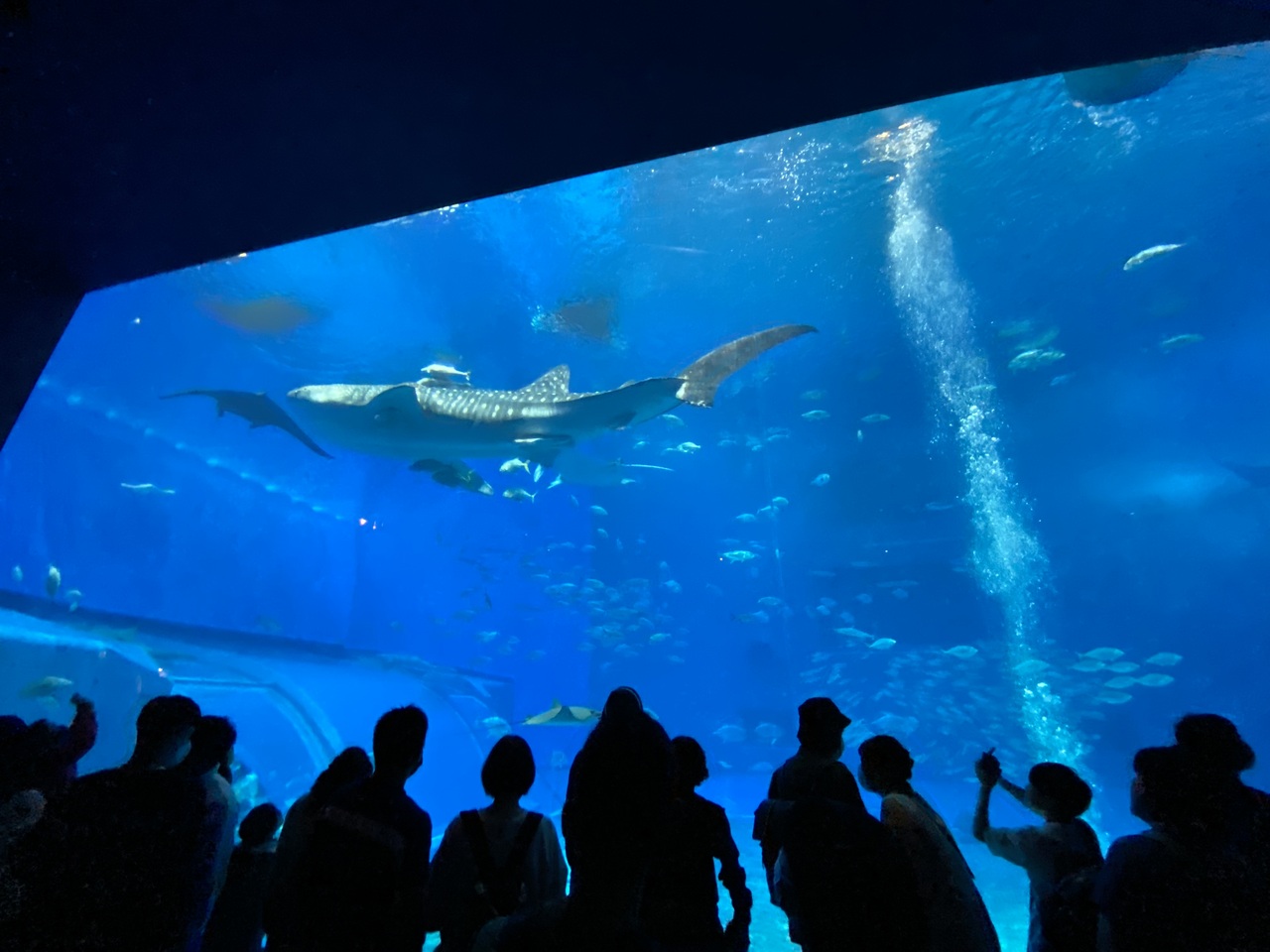 沖縄の遊び場のおすすめ20選　2位:沖縄美ら海水族館
