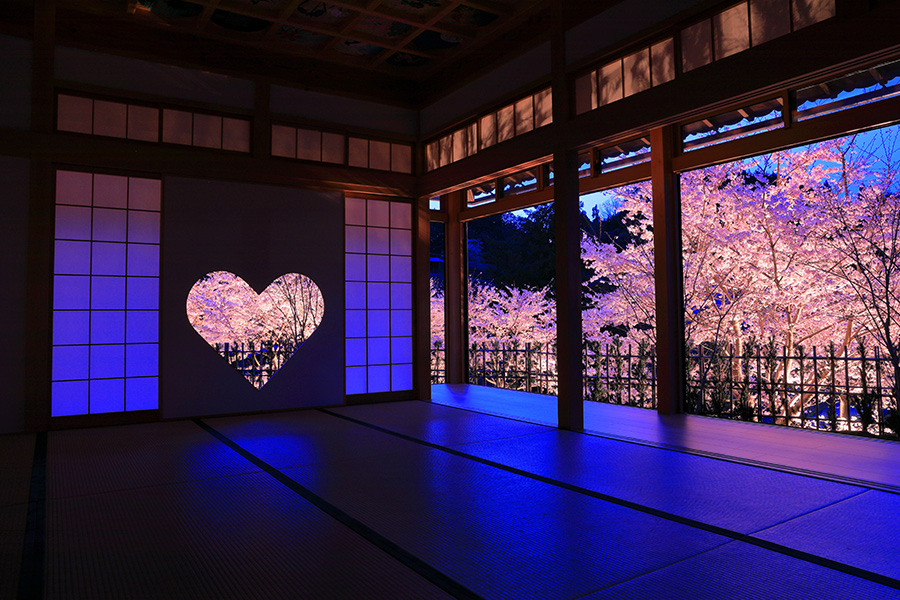 京都の桜のライトアップのおすすめ20選　12位:正寿院