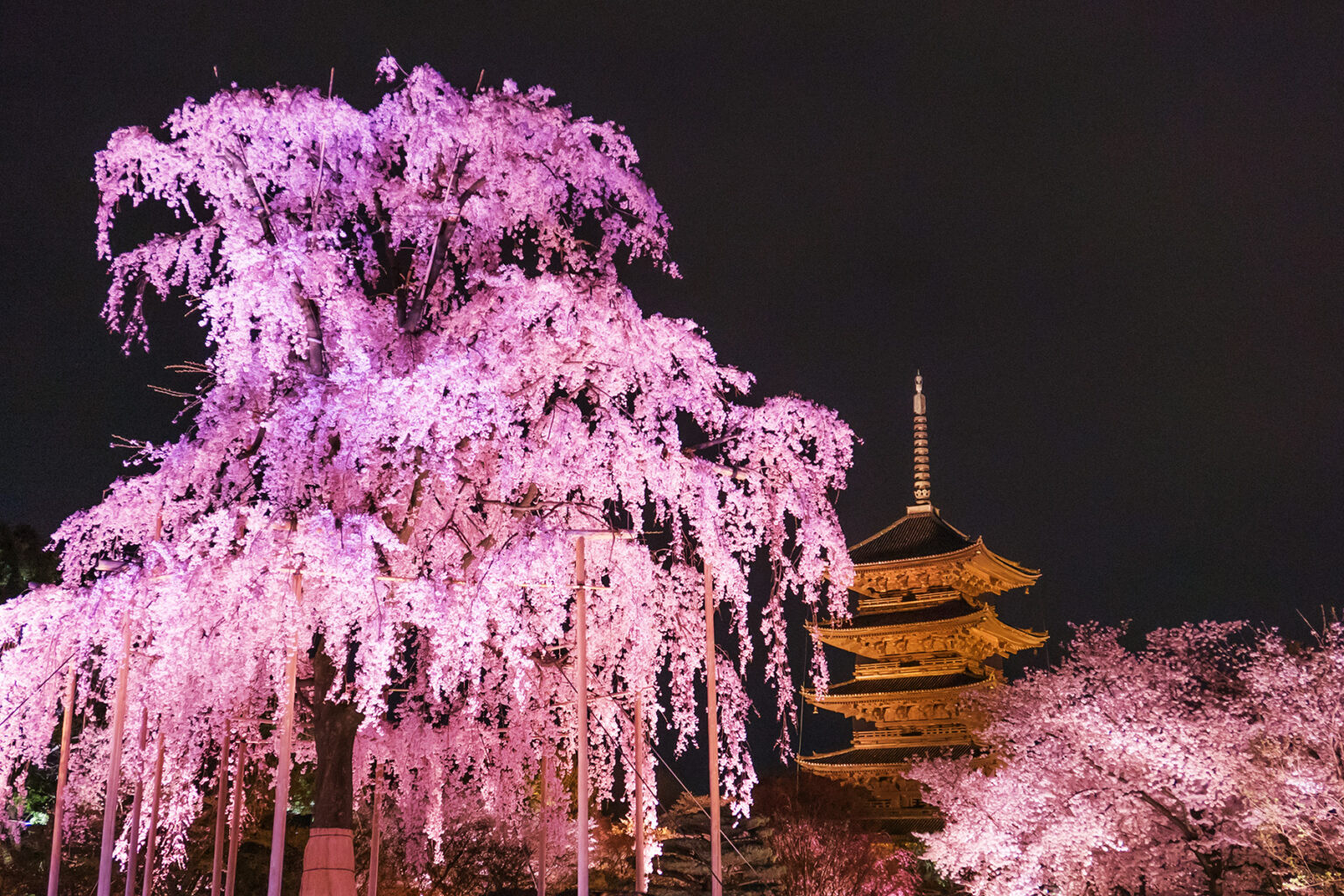 京都の桜のライトアップのおすすめ20選　8位:東寺