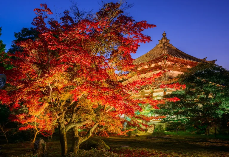 京都の紅葉ライトアップTOP20！【2026年】