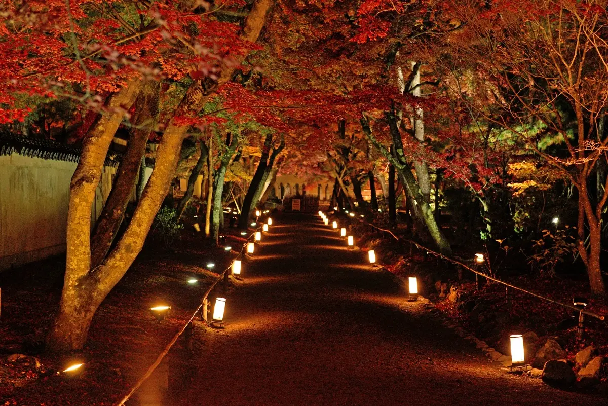 京都の紅葉ライトアップのおすすめ20選　4位:宝厳院