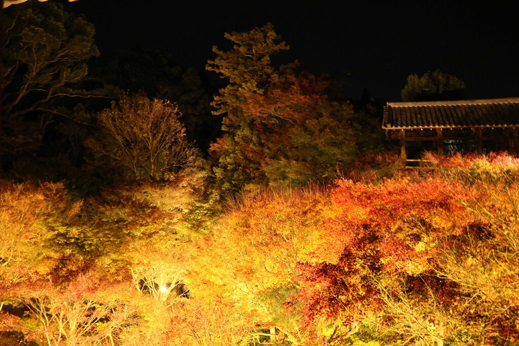 京都の紅葉ライトアップのおすすめ20選　18位:東福寺
