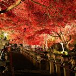 神奈川の紅葉ライトアップスポットTOP15!
