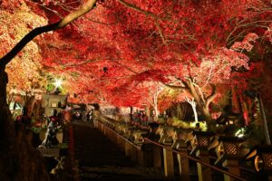 神奈川の紅葉ライトアップスポットTOP15！