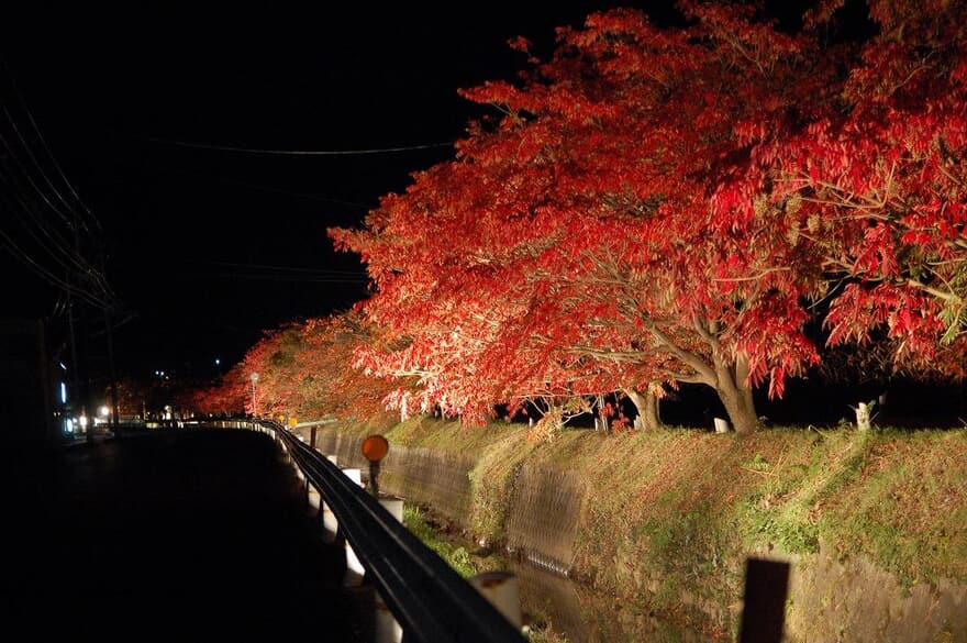福岡の紅葉ライトアップのおすすめ8選　6位:延寿寺曽根のハゼ並木