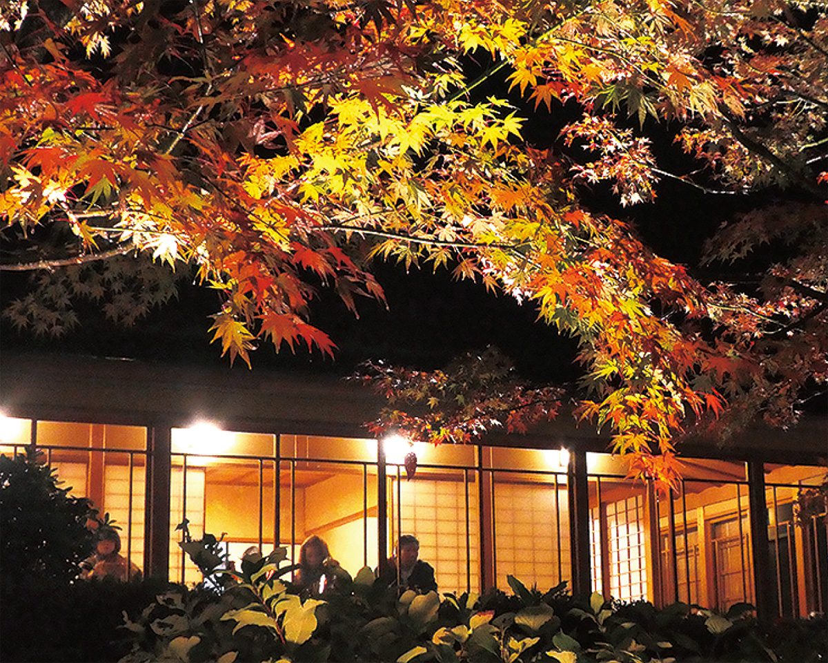 神奈川の紅葉ライトアップのおすすめ15選　13位:秦野戸川公園